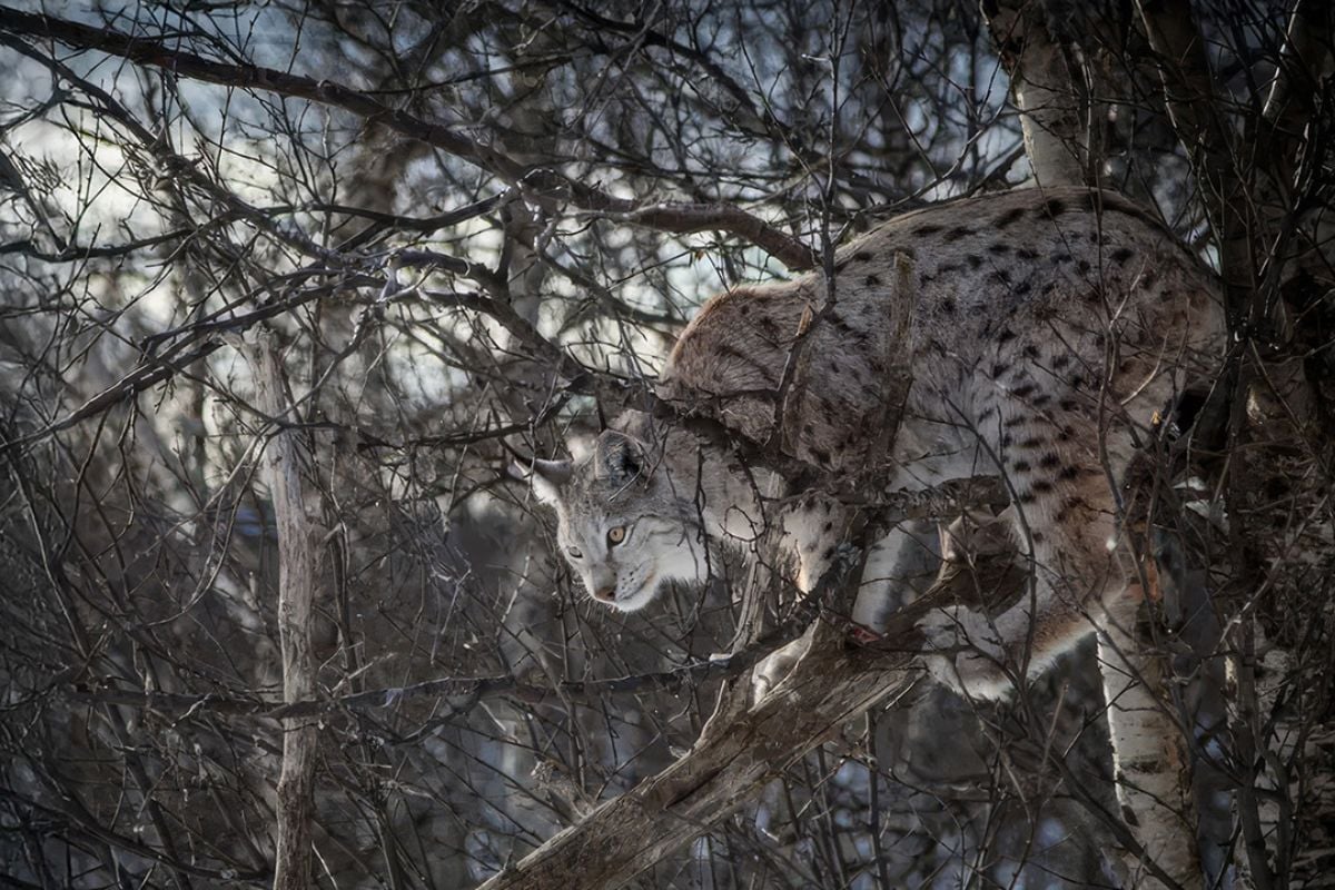 Wild Cat Feeding Experience for Two