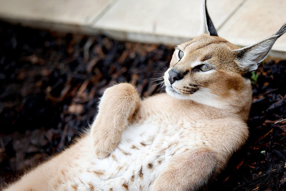 Wild Cat Feeding Experience for Two