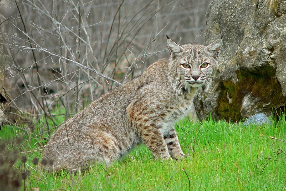 Wild Cat Feeding Experience for Two