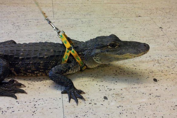 Crocodile Feeding - Bristol