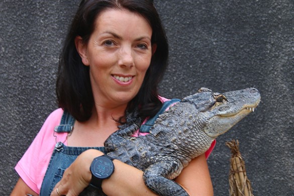 Crocodile Feeding - Bristol