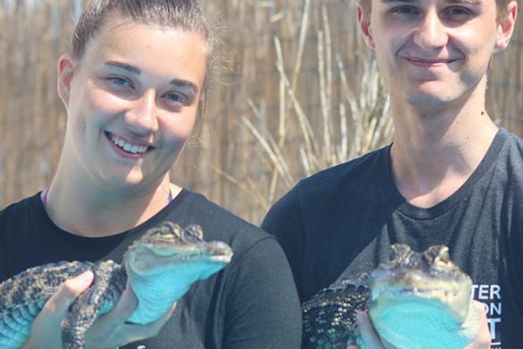 Crocodile Keeper for a Day - Bristol