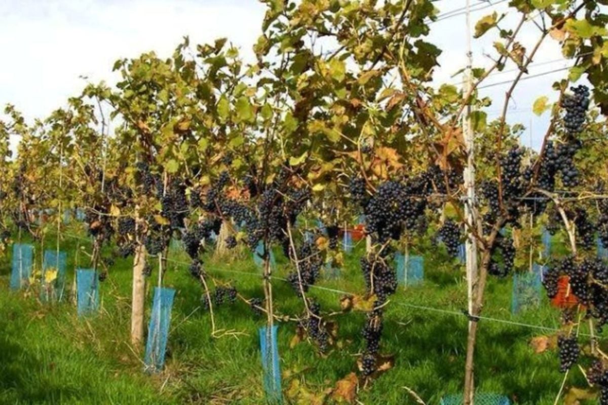 Deluxe Wine Tasting Tour for Two in East Sussex