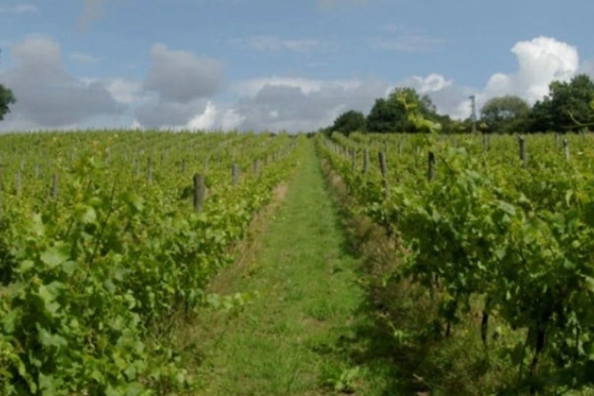 Deluxe Wine Tasting Tour for Two in East Sussex