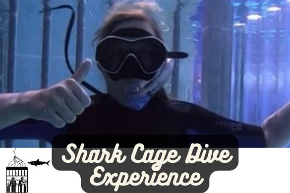 Shark Cage Dive Experience