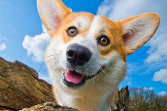 Dog Portrait Photo Session East Midlands