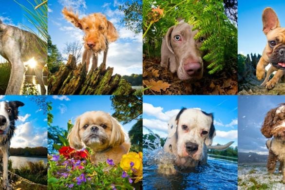 Dog Portrait Photo Session East Midlands