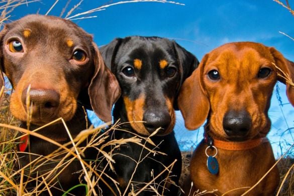 Dog Portrait Photo Session East Midlands