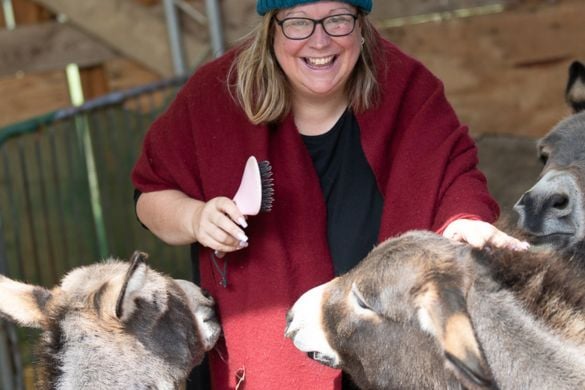 Winter Donkey Experience For 12yrs+ In Coventry