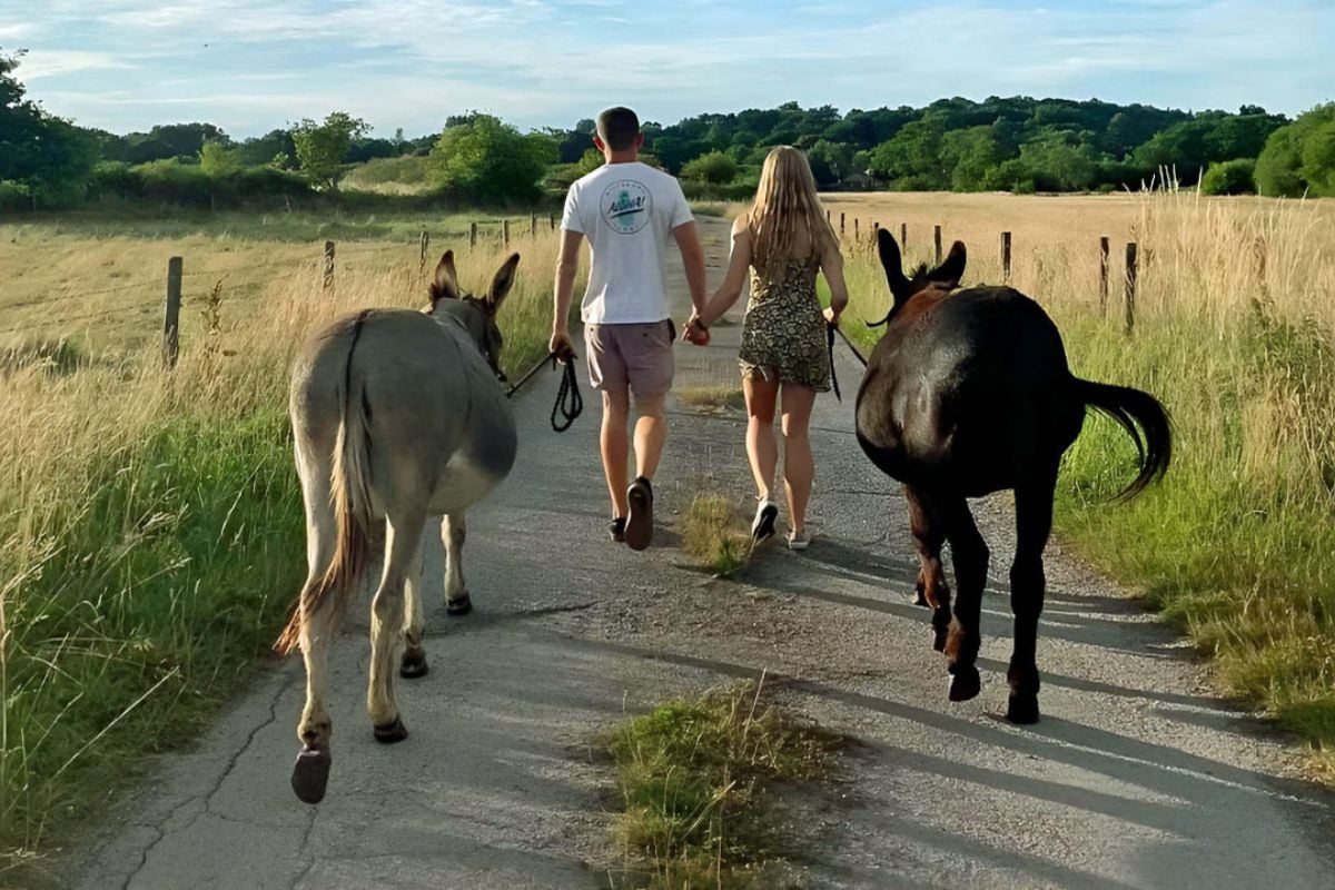 Donkey Walking Experience and Picnic for Two in Surrey