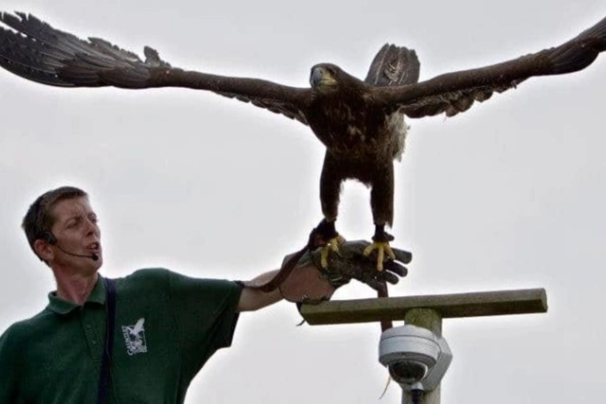 Eagle Encounter for Two Cheshire