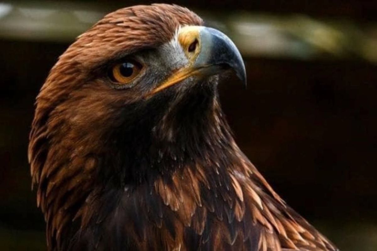 Eagle Encounter for Two Cheshire