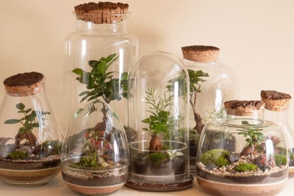 Escape L Terrarium Making Workshop - Multiple Locations