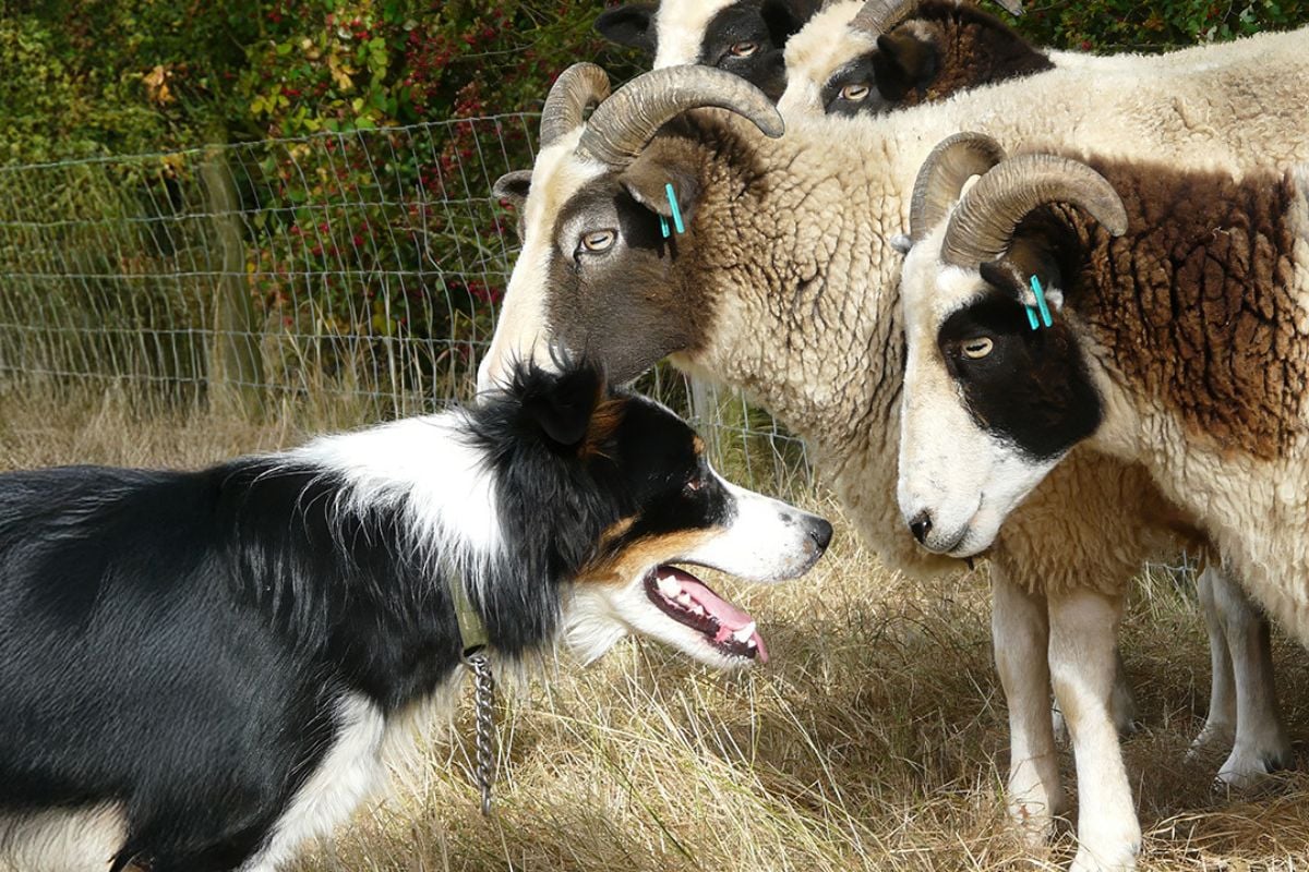 Exclusive Border Collie Experience for One