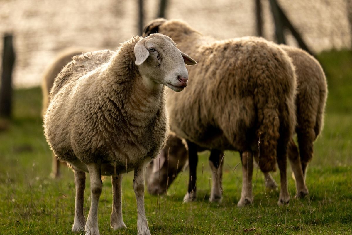 Exclusive Border Collie Experience for Two