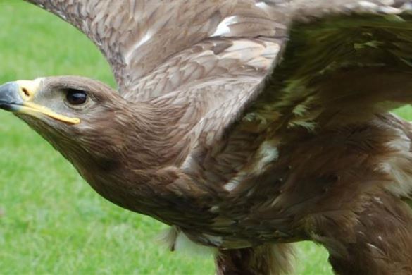 Birds of Prey Shrewsbury - Falconer for the Day
