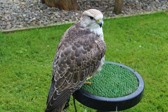 Birds of Prey Shrewsbury - Falconer for the Day