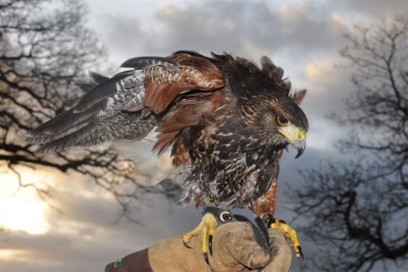 Birds of Prey Shrewsbury - Falconer for the Day