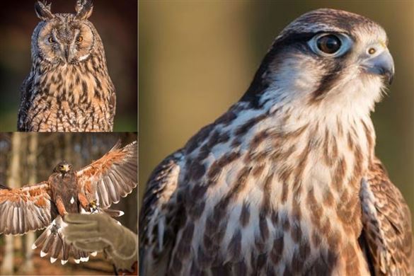 Half-Day Falconry Experience At Herstmonceux Castle - East Sussex