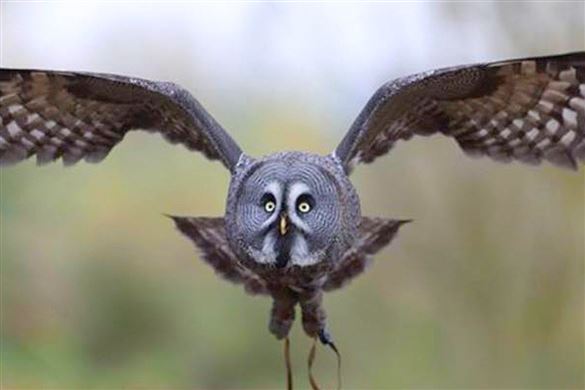 One Hour Falconry Experience - Essex