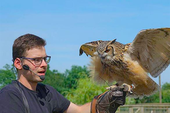 One Hour Falconry Experience - Essex