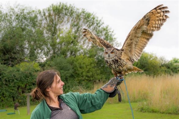 Falconry Experience - North Somerset