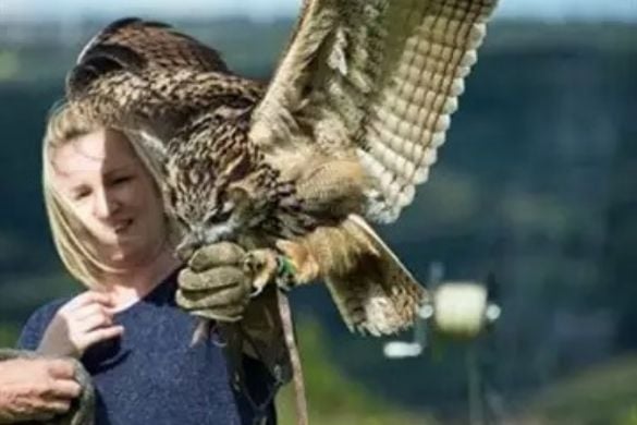 Hawk Experience For Two - Halifax