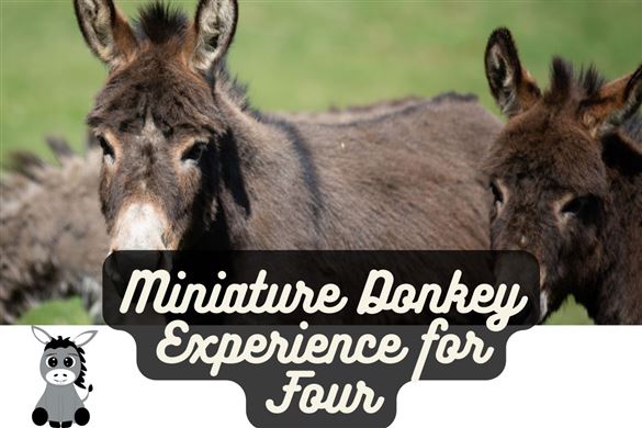 Family Miniature Donkey Experience for Four