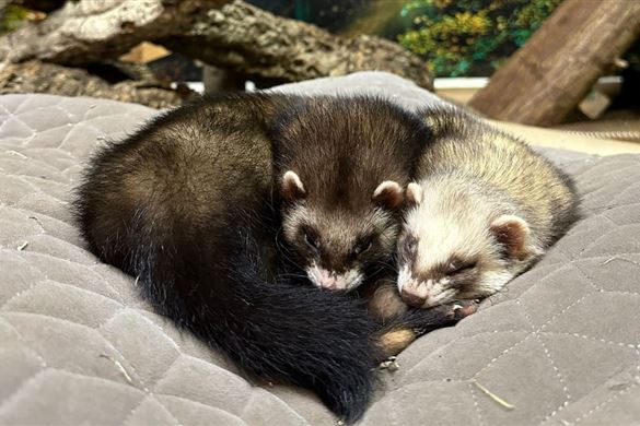 Forest Lodge Ferret Experience