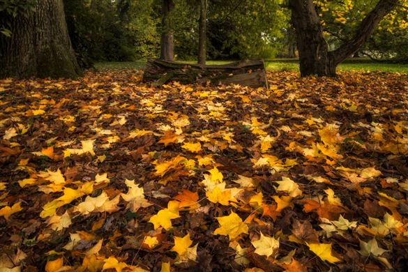 Full Day Arboretum Photography Workshop - Gloucestershire