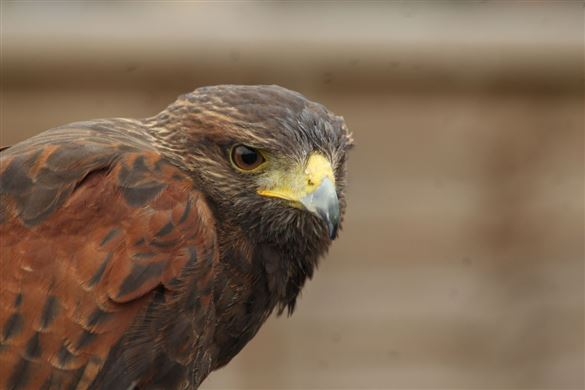 Full Day Birds of Prey Experience - Nationwide Venues