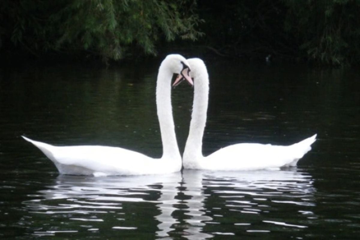 Full Day Canoeing Experience on the River Wye in Gloucestershire