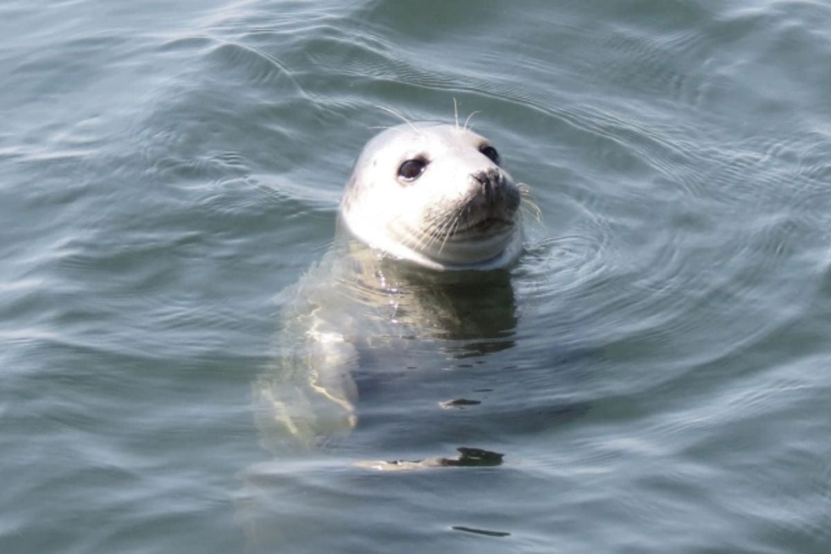Full Day Edinburgh Sailing Experience
