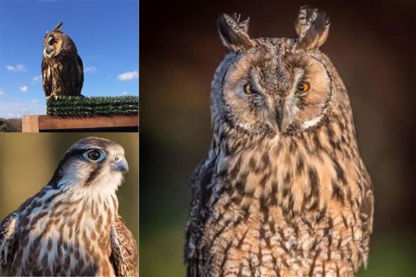 Full-Day Falconry Experience At Herstmonceux Castle - East Sussex