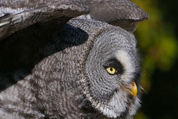 Full Day Falconry Experience - Kent