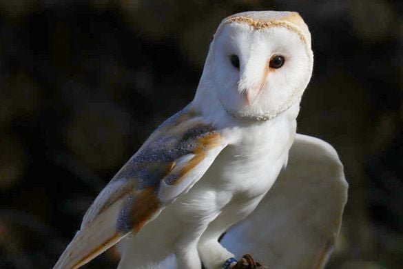 Full Day Falconry Experience - Kent