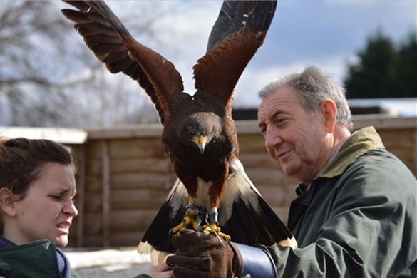 Full Day Falconry Experience