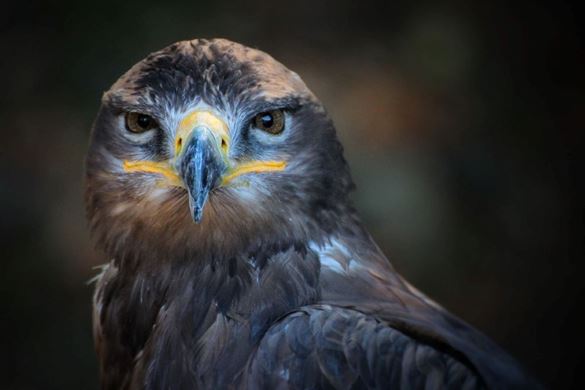 Full Day Falconry Experience