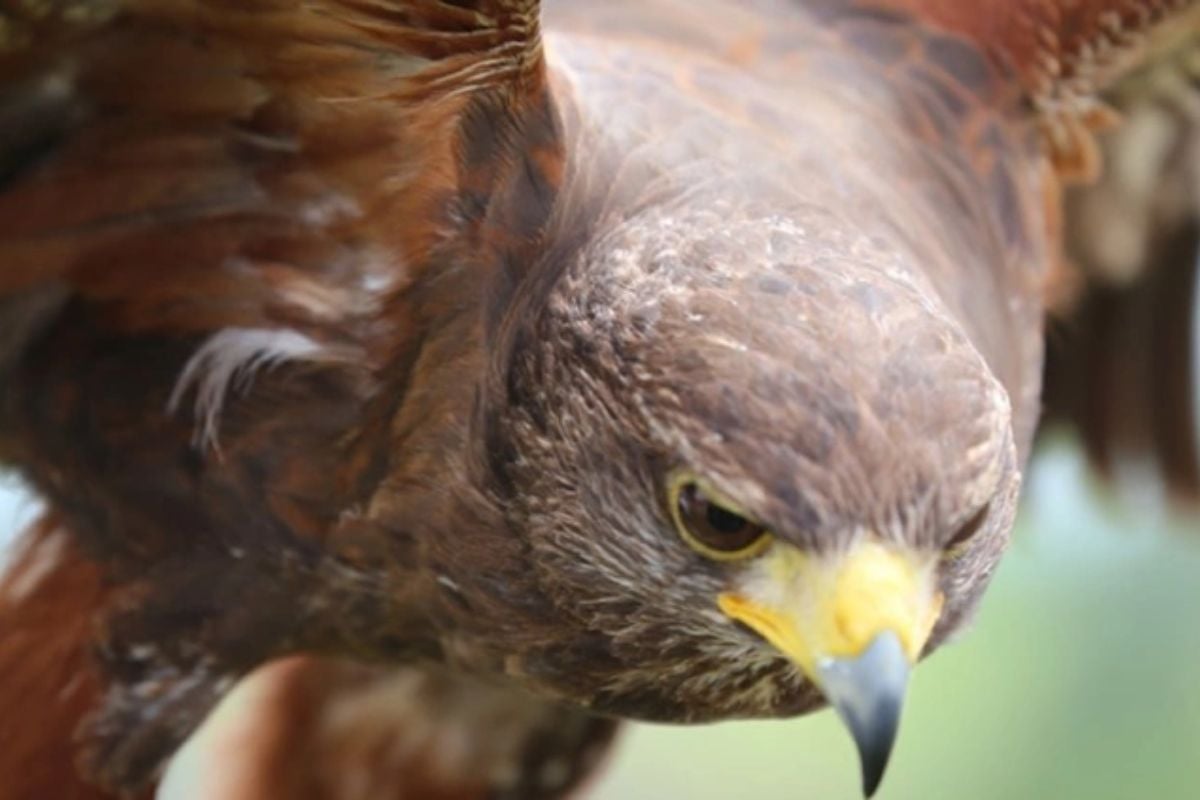Full Day Falconry Experience in Fife