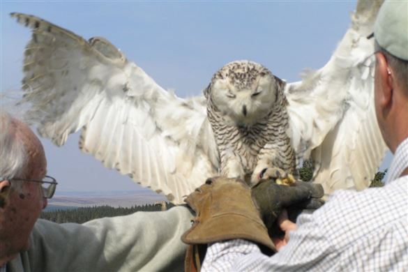 Full Day Falconry Experience For One - Northumberland