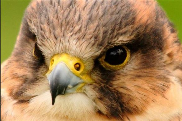 Full Day Falconry for One