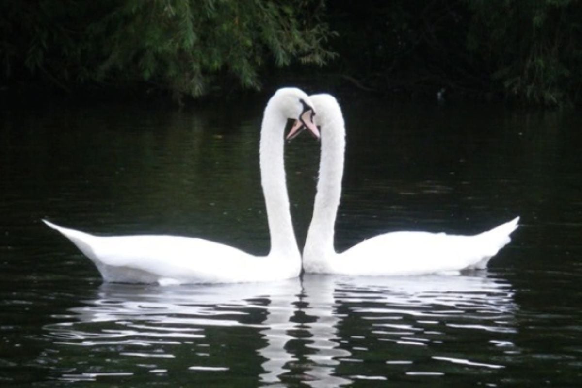 Full Day Kayaking Experience on the River Wye