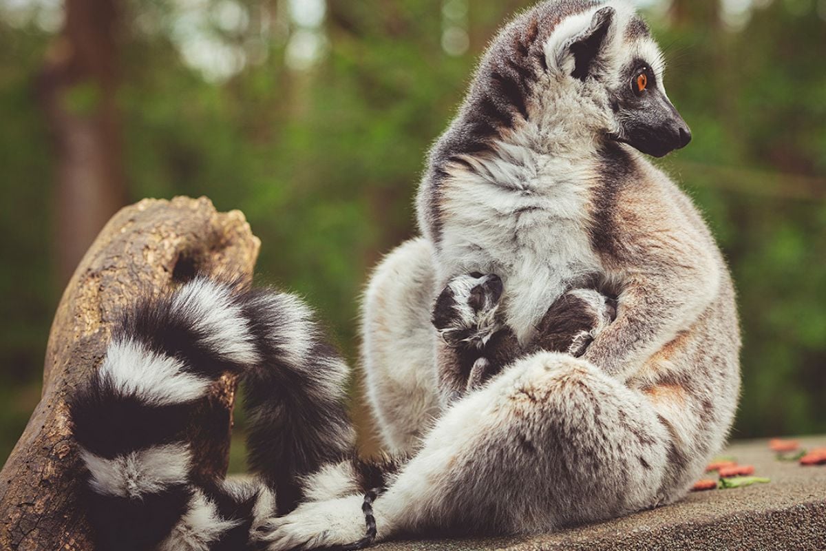 Full Day Animal Keeper Day for One in Telford