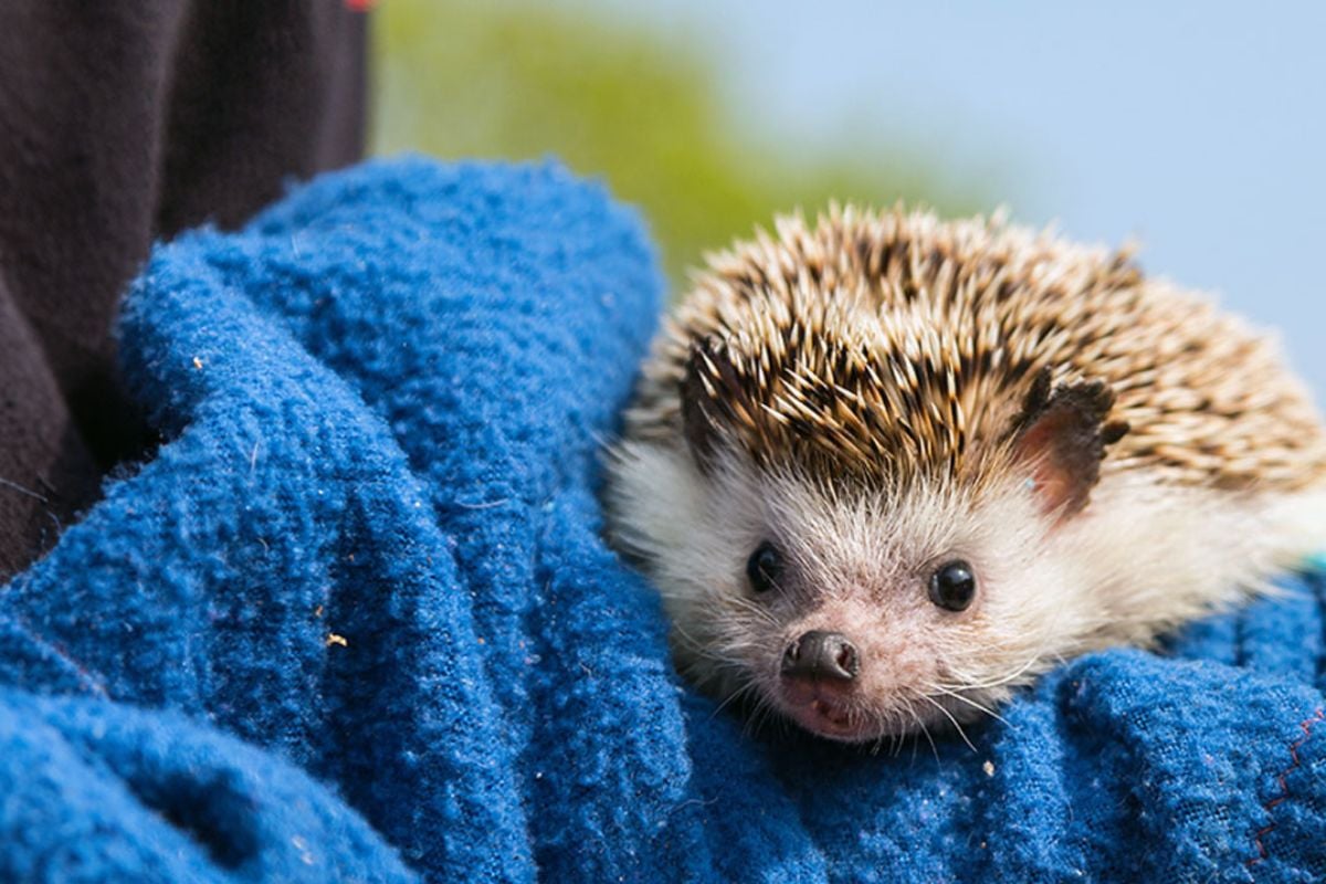 Full Day Animal Keeper Day for One in Telford