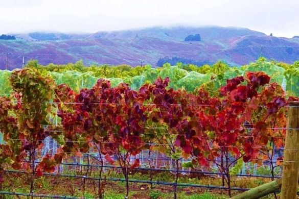 Full Day Wine Tasting Experience - Manchester