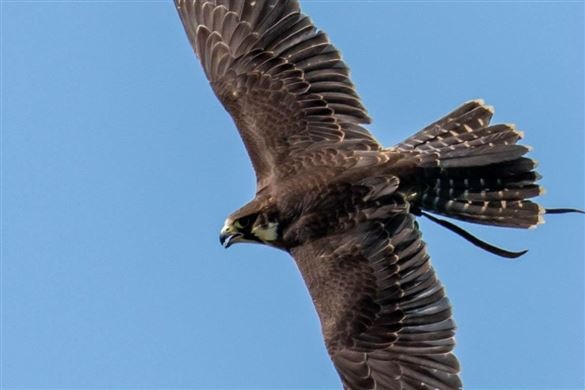 Half Day Bird of Prey Experience - Nationwide Venues