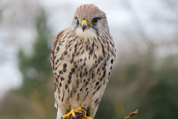 Half Day Falconer Experience - Shropshire