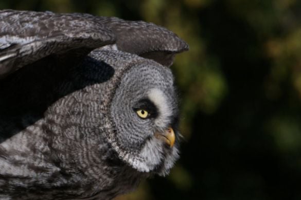 Half Day Falconry Experience - Kent