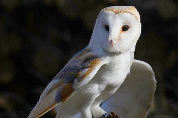 Half Day Falconry Experience - Kent