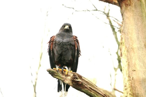 Birds Of Prey Half Day Falconry Experience - West Yorkshire